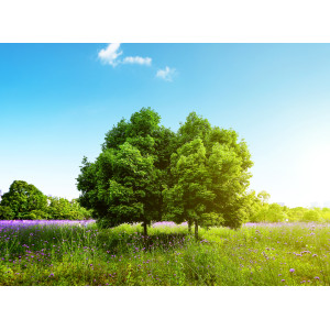 SolarBotanic annonce l'arrivée de l'arbre artificiel qui produit de l'énergie solaire et éolienne!