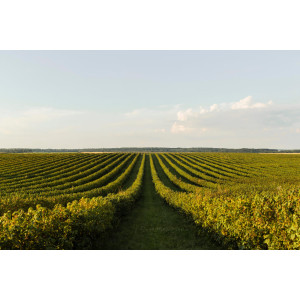 Le nouveau système agrivoltaïque sur vignes de Sun'Agri !